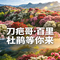 刀疤哥·百里杜鹃等你来
