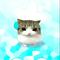 OMG妙脆角小猫