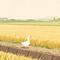 《骄傲的大白鹅》The Proud Gander》