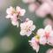 祝你爱情如桃花财运如浪花（Cover 懒芽芽）