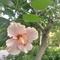 葱葱