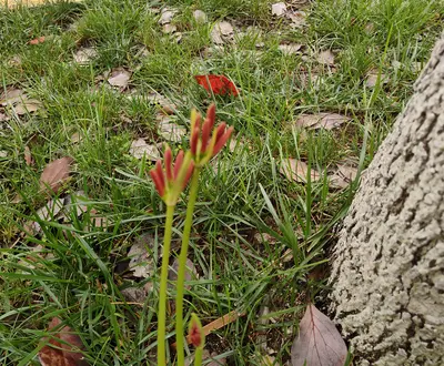 石明清