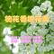 槐花香槐花美