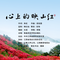 心上的映山红