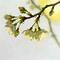 春声