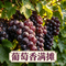 葡萄香满摊