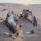 梦的翅膀已经受了伤