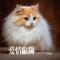 爱情陷阱