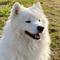 小狗的歌
