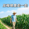 庄稼地里走一走（DJ默涵版）