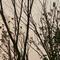 班主任