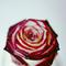 晚风拂过麦浪