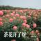 茶花开了呀