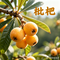 枇杷