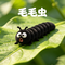毛毛虫