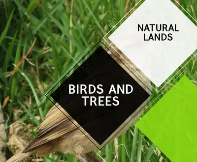 Nature Mind Healing Sound Club