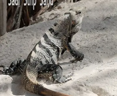 Saur Strip Sand