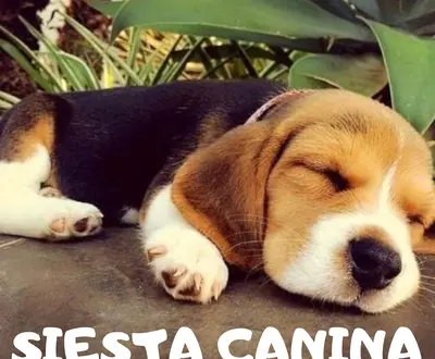 Música Para Dormir A Los Perros