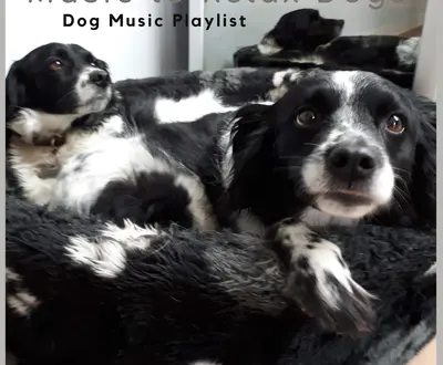 Music to Relax Dogs
