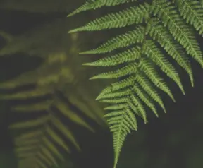 Organic Nature Sounds