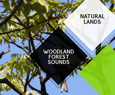 Nature Healing Mark Sound Club