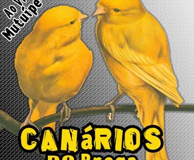 Canários do Brega