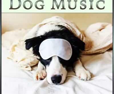 Dog Solitude