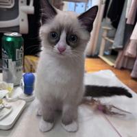 丰小团演员头像